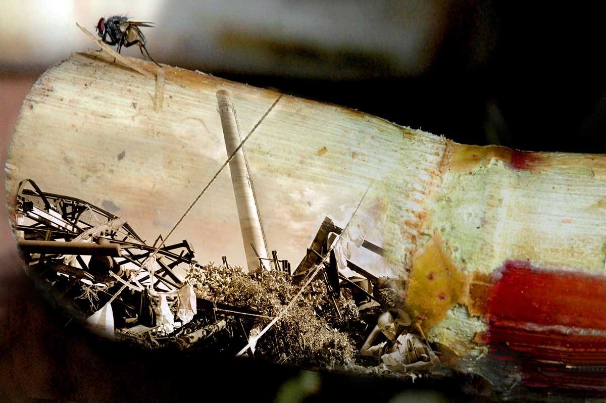 2007. Detritus.