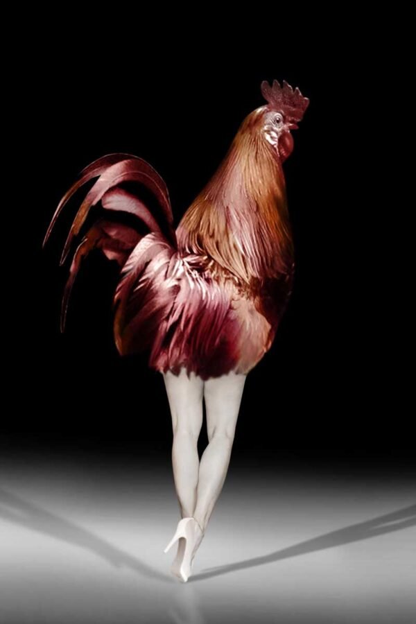Walking Cuba: A Rooster That Won't Battle. 2021