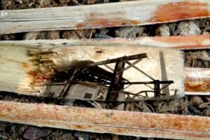 From the series Detritus. 2007.