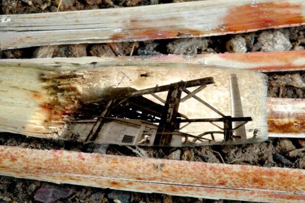 From the series Detritus. 2007.